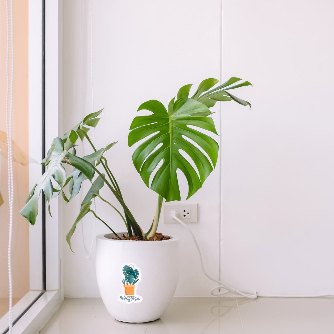 Monstera Sticker